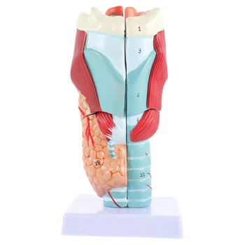 Človeško Telo Model Anatomija Poučevanja Grlo Struktura Prikaz Anatomskih Pvc Izobraževalne Pomoči Za Usposabljanje, Grlo