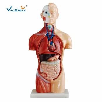 Sexless Trupa, Vroče Prodaje 42cm Medicinske Unisex Človeško Telo je Anatomsko Organov Model 18 Deli Poučevanja za Študente 0