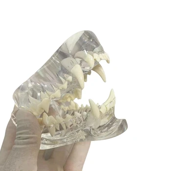 Pregledna Udarci Zob Anatomski Model Živali Ustno Zob, Čeljusti Za Uporabo V Veterinarski Izobraževalno Orodje