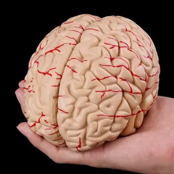 Medicinske oporniki model Brezplačno poštnino Razstaviti Anatomski Model Človeških Možganov Anatomijo Medicinske učni pripomoček