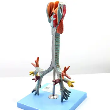 PVC Človekovih Sapnik in Bronhijev Model Medicinske Anatomski Modeli Šola