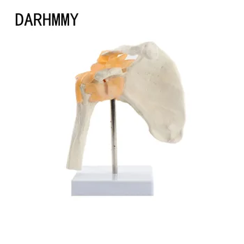 DARHMMY 1:1 Človekovih Funkcionalne Ramenski Skupno Anatomija Model Medicinske Znanosti učne Vire Dropshipping