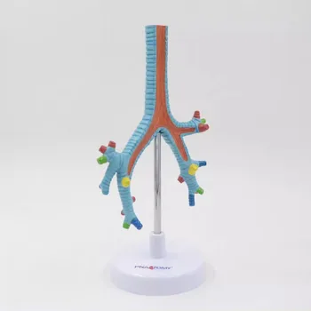Tracheal Pljuča bronchus segment bronhialne model organ model poučevanja predstavitev modela 16*5*23 cm