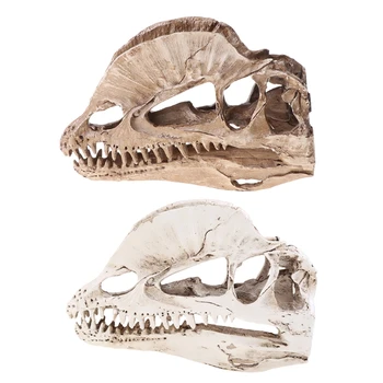 Dilophosaurus Dinozaver Lobanje Smolo Obrti za Fosilna Okostja Poučevanja Model Dropship
