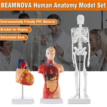 Človeško Srce Trupa Okostje Modeli Roke-Na 3D Model Študija Orodja za Anatomija/Fiziologija Študentov z Anatomsko Priročnik za Učenje