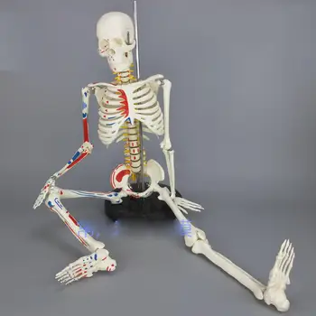 PVC 85 CM Človekovih Mišične Skelet Modela Mišice Naslikal vzdržuje neštete Anatomski Skelet Modela Medicinske Preberite Pomoč