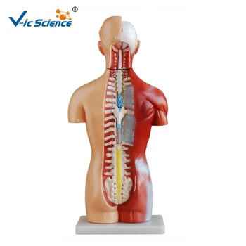 Sexless Trupa, Vroče Prodaje 42cm Medicinske Unisex Človeško Telo je Anatomsko Organov Model 18 Deli Poučevanja za Študente 1