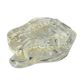 Pregledna Udarci Zob Anatomski Model Živali Ustno Zob, Čeljusti Za Uporabo V Veterinarski Izobraževalno Orodje 1