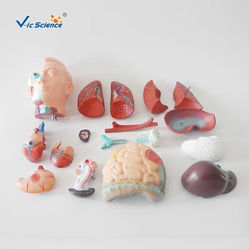 Sexless Trupa, Vroče Prodaje 42cm Medicinske Unisex Človeško Telo je Anatomsko Organov Model 18 Deli Poučevanja za Študente 2