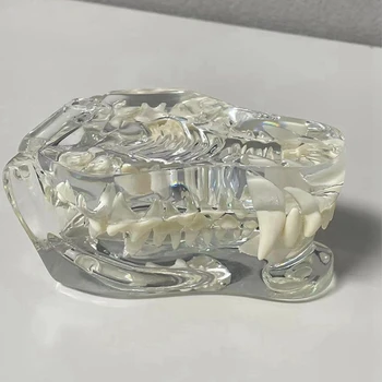Pregledna Udarci Zob Anatomski Model Živali Ustno Zob, Čeljusti Za Uporabo V Veterinarski Izobraževalno Orodje 2