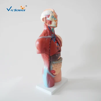 Sexless Trupa, Vroče Prodaje 42cm Medicinske Unisex Človeško Telo je Anatomsko Organov Model 18 Deli Poučevanja za Študente 3