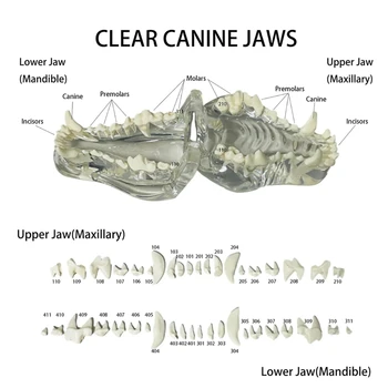 Pregledna Udarci Zob Anatomski Model Živali Ustno Zob, Čeljusti Za Uporabo V Veterinarski Izobraževalno Orodje 3