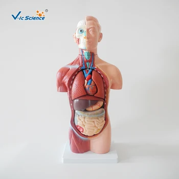 Sexless Trupa, Vroče Prodaje 42cm Medicinske Unisex Človeško Telo je Anatomsko Organov Model 18 Deli Poučevanja za Študente 4