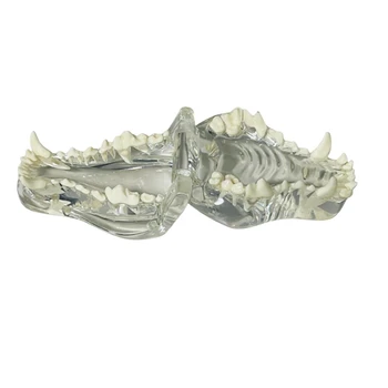 Pregledna Udarci Zob Anatomski Model Živali Ustno Zob, Čeljusti Za Uporabo V Veterinarski Izobraževalno Orodje 4