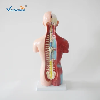 Sexless Trupa, Vroče Prodaje 42cm Medicinske Unisex Človeško Telo je Anatomsko Organov Model 18 Deli Poučevanja za Študente 5