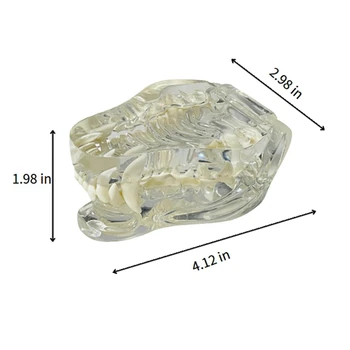 Pregledna Udarci Zob Anatomski Model Živali Ustno Zob, Čeljusti Za Uporabo V Veterinarski Izobraževalno Orodje 5
